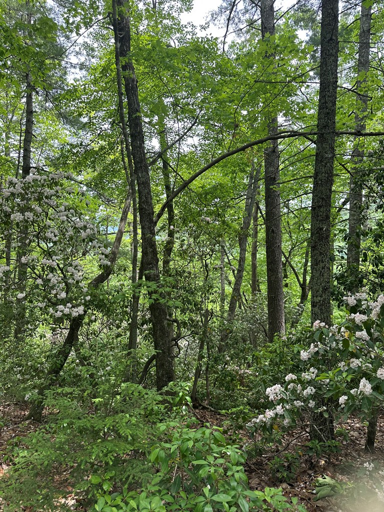 00 Top Horseshoe Ridge #6, MURPHY, North Carolina image 3