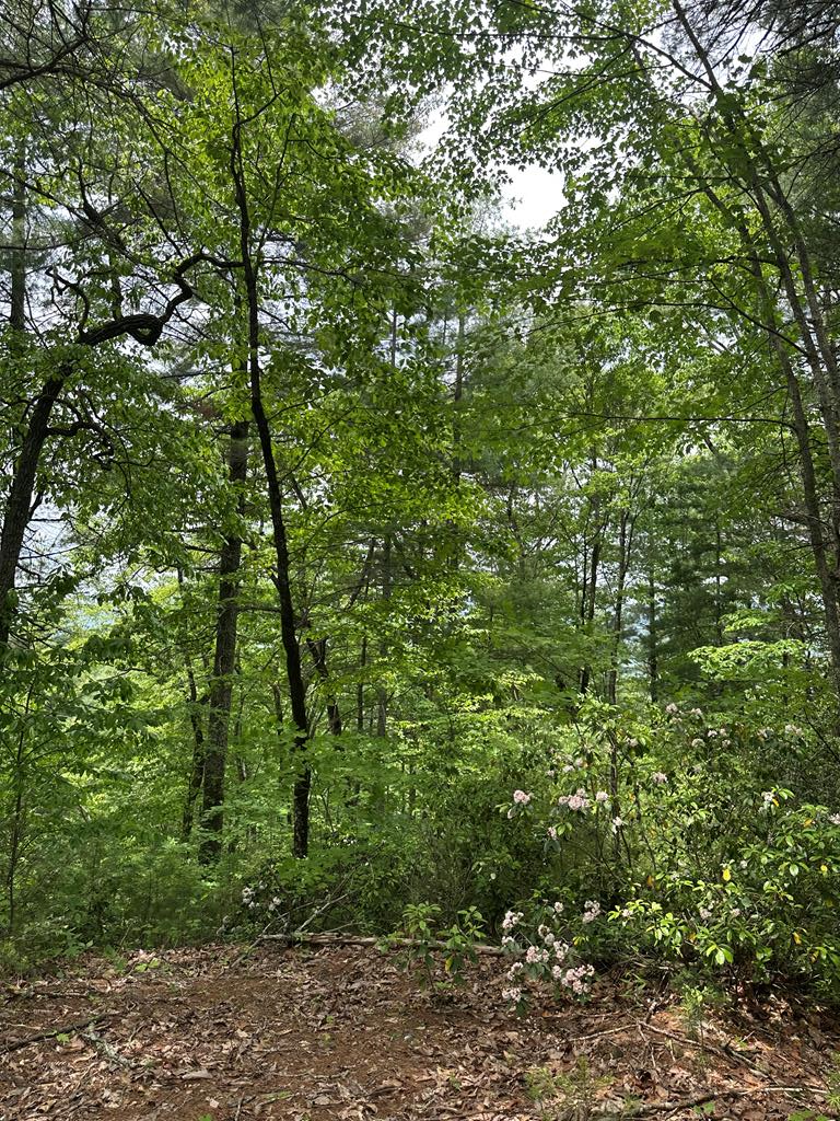 00 Top Horseshoe Ridge #6, MURPHY, North Carolina image 6