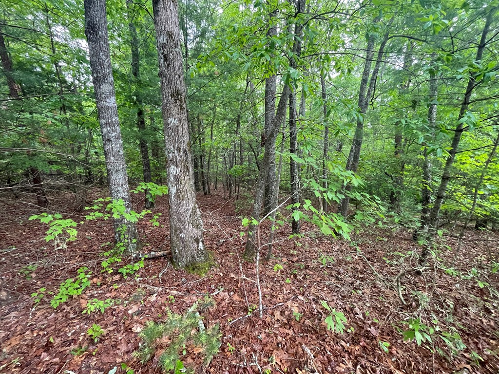 Tall Timber Road #PO 2, MURPHY, North Carolina image 5