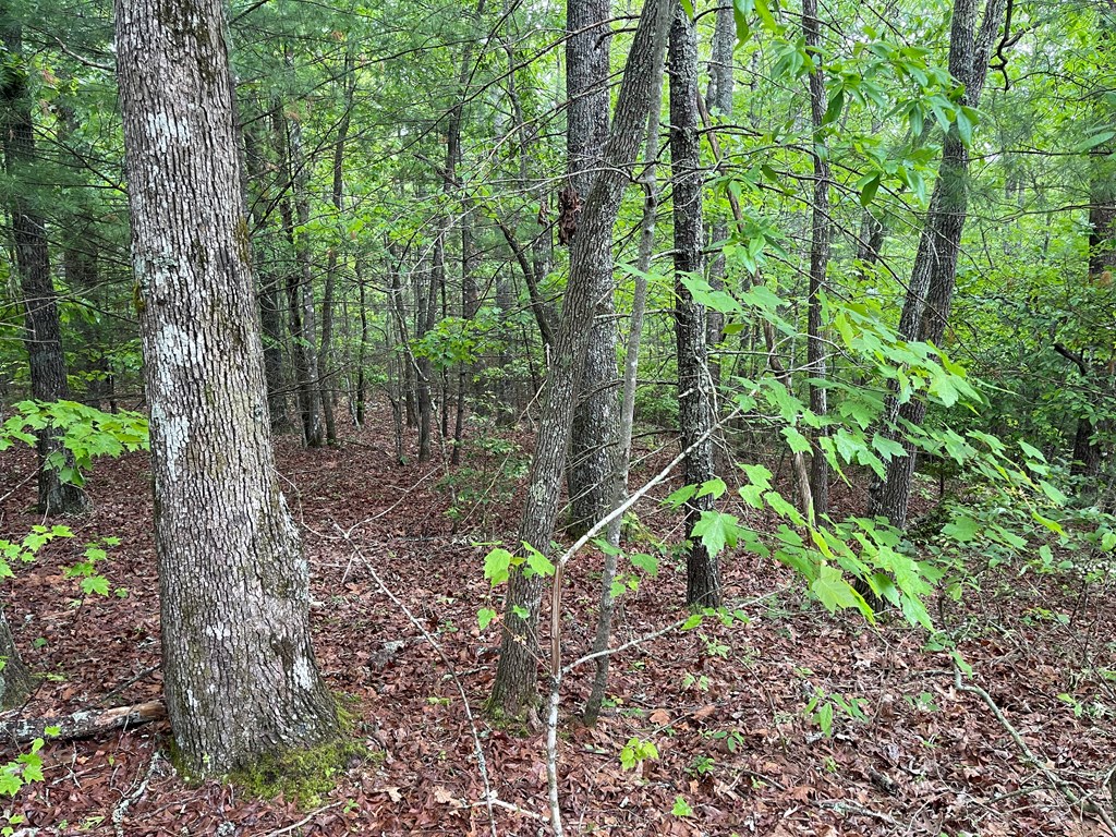 Tall Timber Road #PO 2, MURPHY, North Carolina image 4