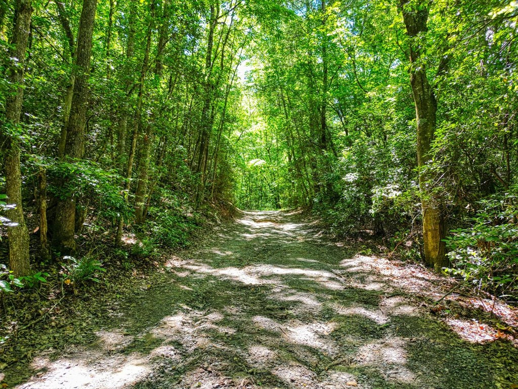 Sawyer Cove Rd, HAYESVILLE, North Carolina image 12