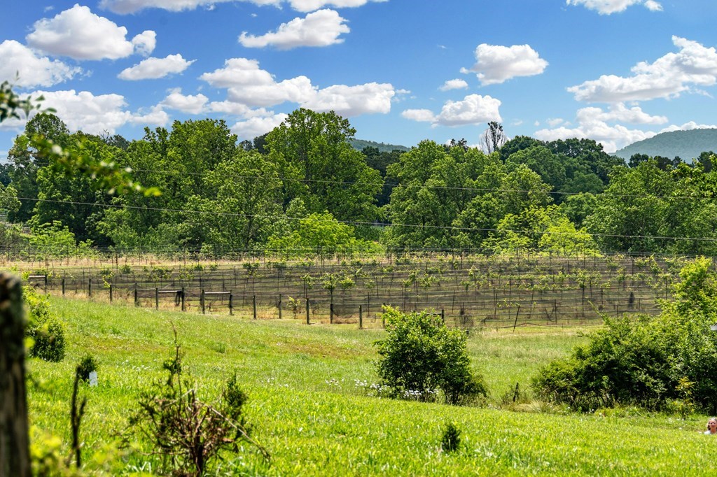 566 Tree Line Drive, BLAIRSVILLE, Georgia image 42