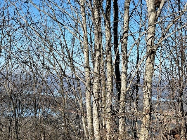 Lot 54 Dan Knob #54, HAYESVILLE, North Carolina image 14