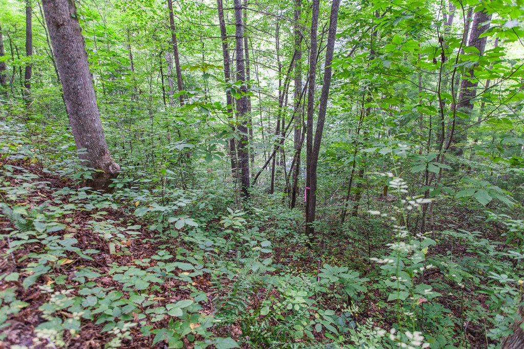 Lot 8-10 Castlewood, ROBBINSVILLE, North Carolina image 19