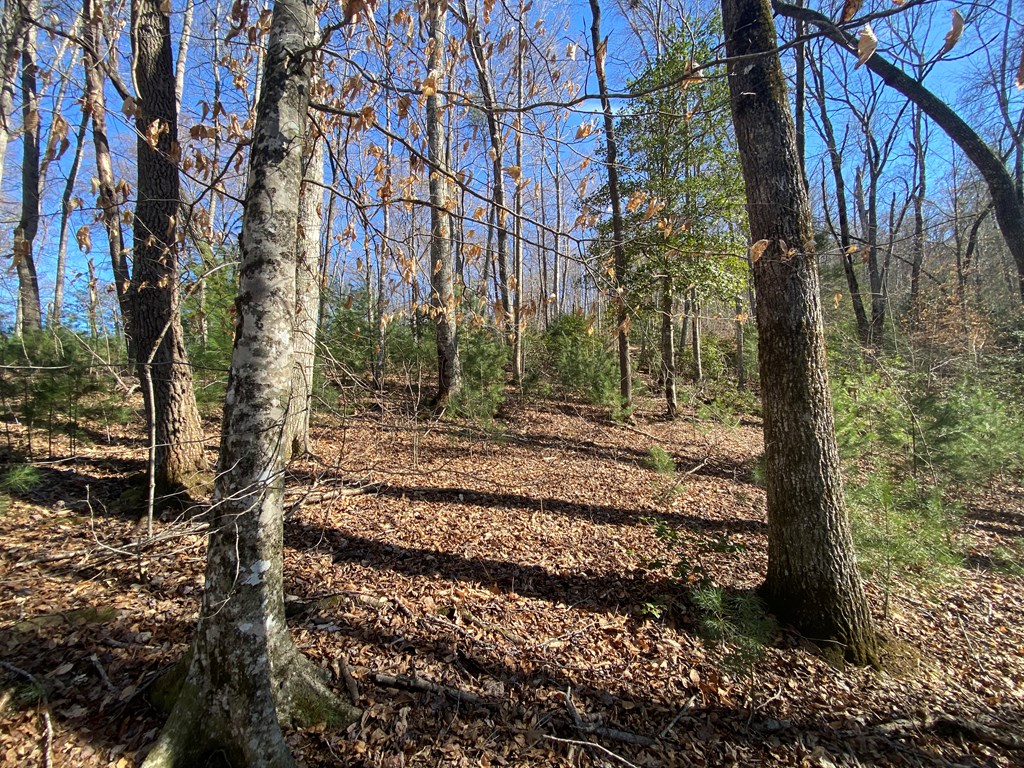 Lot 16 Rushing Water Trail #16, HAYESVILLE, North Carolina image 11