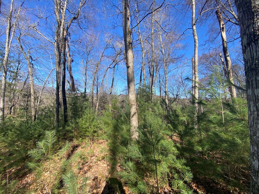 Lot 16 Rushing Water Trail #16, HAYESVILLE, North Carolina image 13