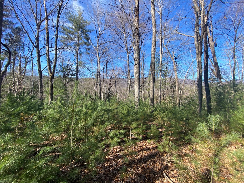Lot 16 Rushing Water Trail #16, HAYESVILLE, North Carolina image 12