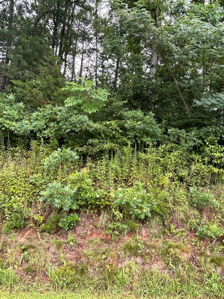 Chimney Top Trail #5, MURPHY, North Carolina image 2