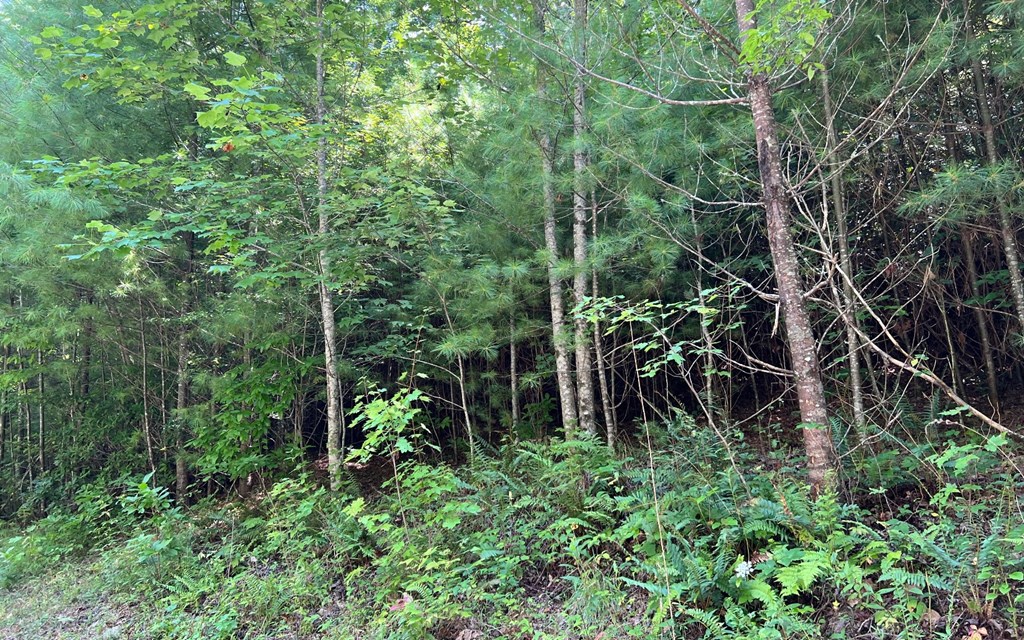 Lot 69 Fires Creek Cove #69, HAYESVILLE, North Carolina image 17