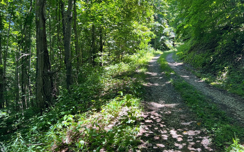 101+ Ac Loris Mountain, HAYESVILLE, North Carolina image 17