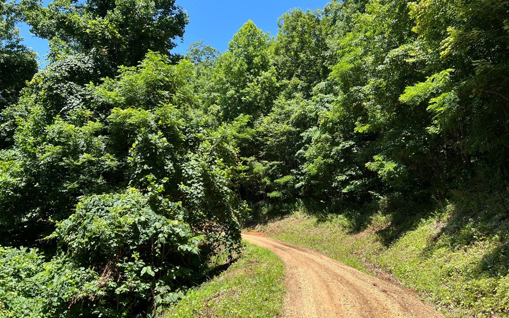 101+ Ac Loris Mountain, HAYESVILLE, North Carolina image 24