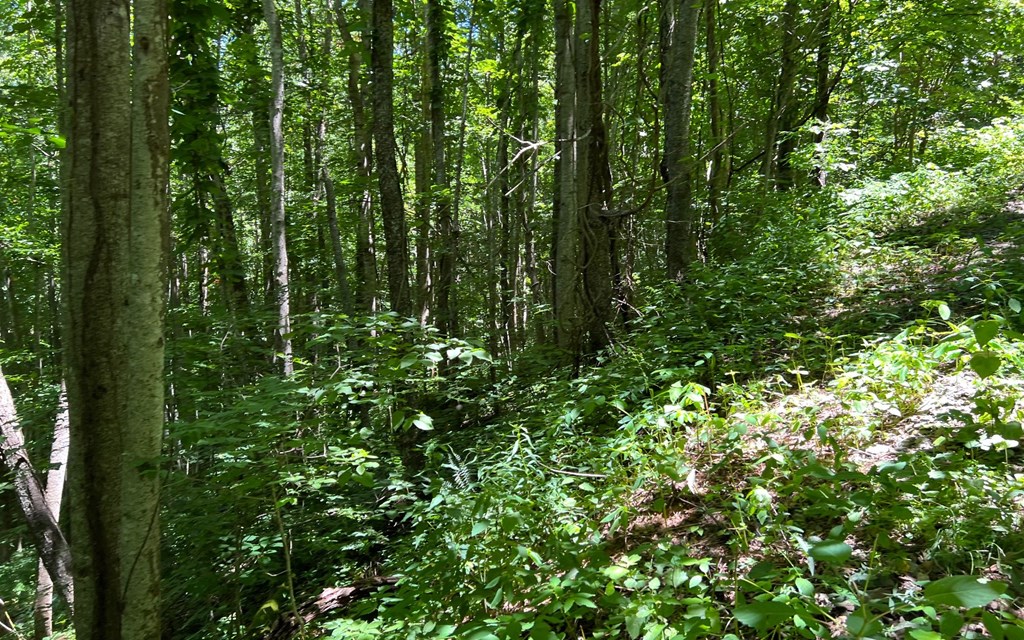 101+ Ac Loris Mountain, HAYESVILLE, North Carolina image 38