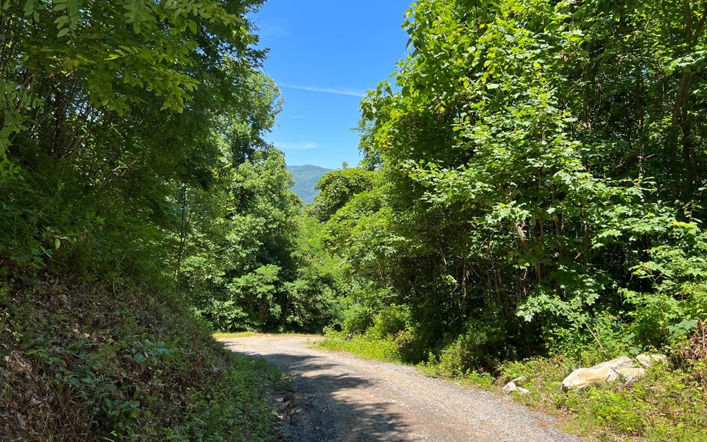 101+ Ac Loris Mountain, HAYESVILLE, North Carolina image 5