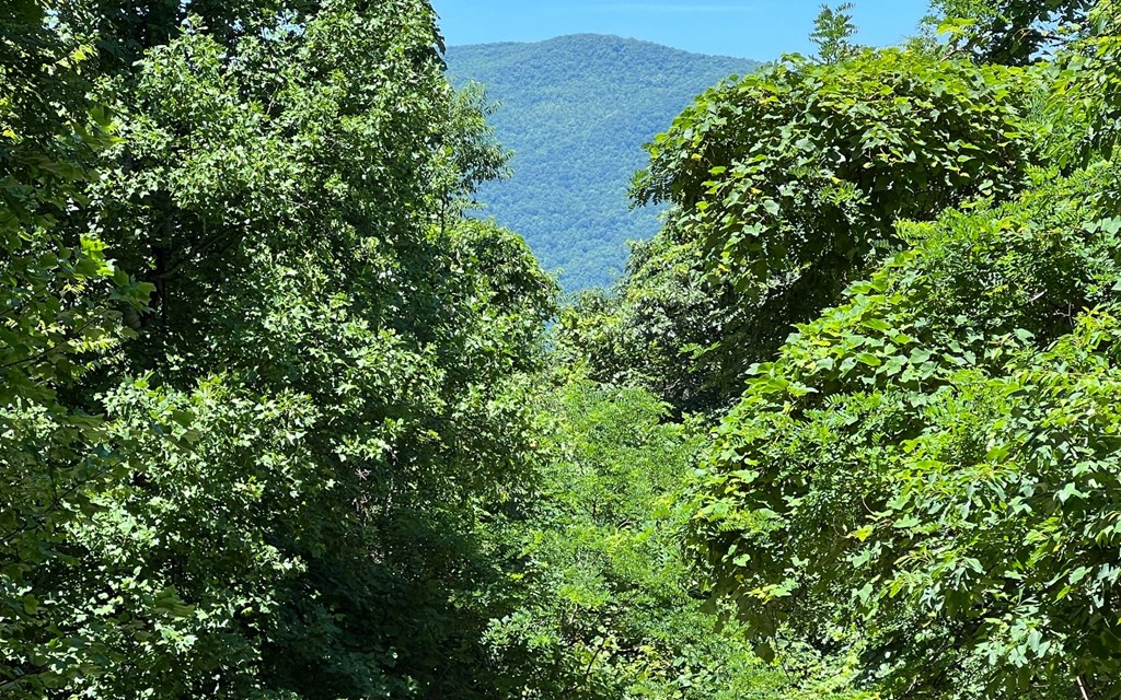 101+ Ac Loris Mountain, HAYESVILLE, North Carolina image 37