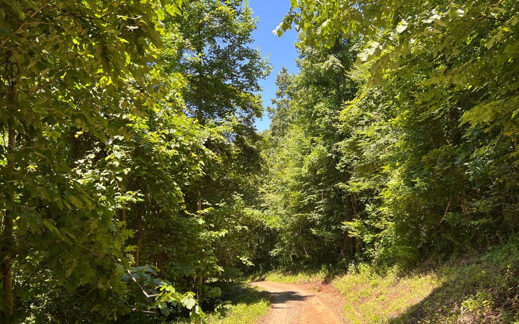 101+ Ac Loris Mountain, HAYESVILLE, North Carolina image 12