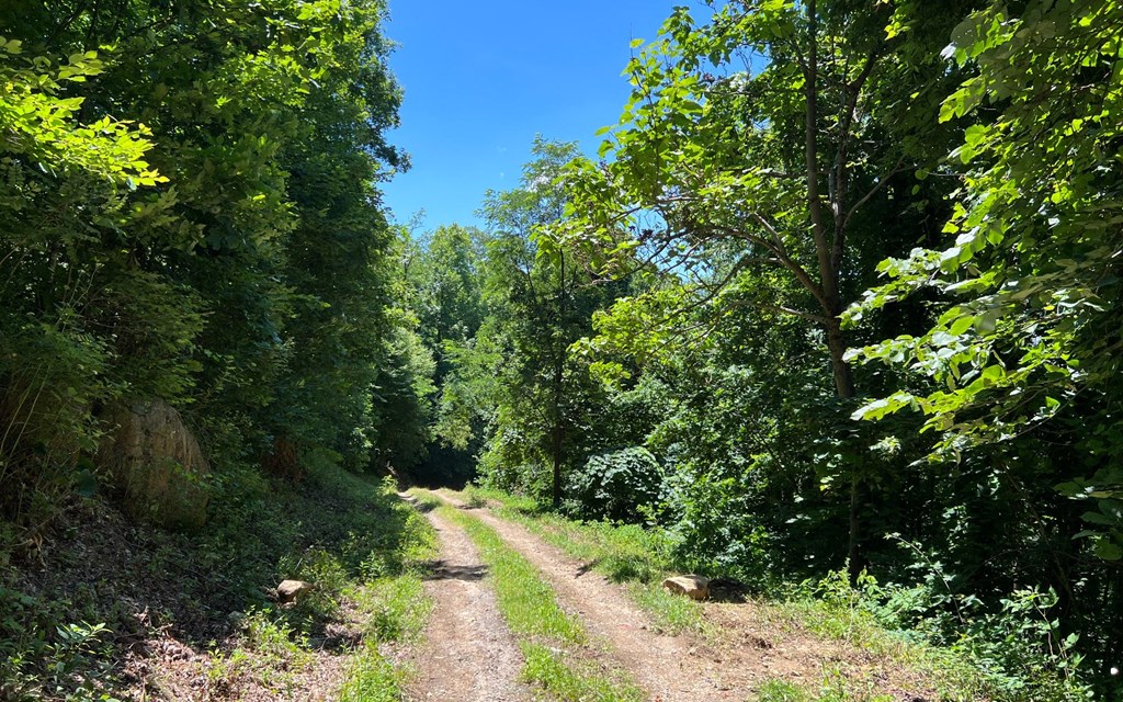 101+ Ac Loris Mountain, HAYESVILLE, North Carolina image 10