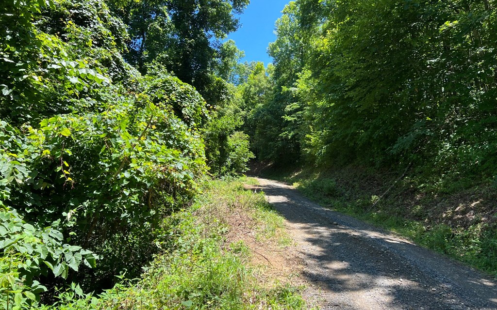 101+ Ac Loris Mountain, HAYESVILLE, North Carolina image 6