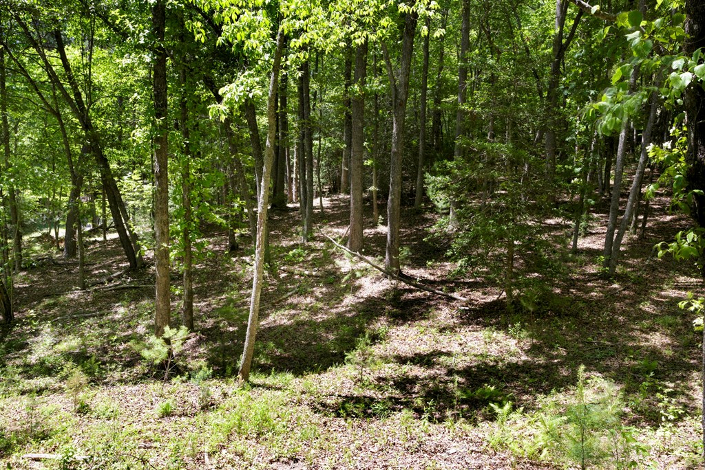 910 Sawyer Cove Rd, HAYESVILLE, North Carolina image 5