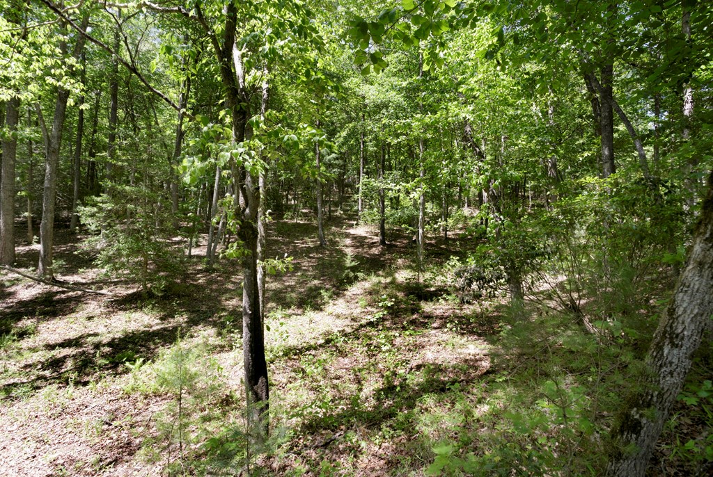 910 Sawyer Cove Rd, HAYESVILLE, North Carolina image 6