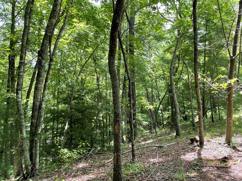 00 Collett Woods Trail # 21, ANDREWS, North Carolina image 10