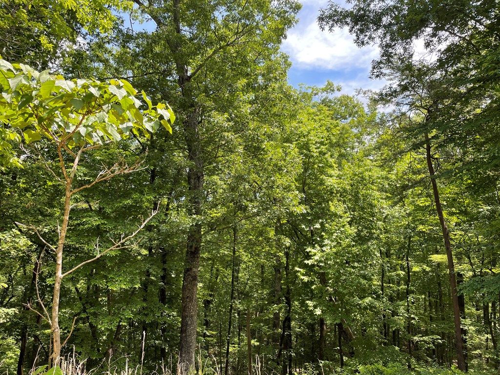 00 Collett Woods Trail # 21, ANDREWS, North Carolina image 18