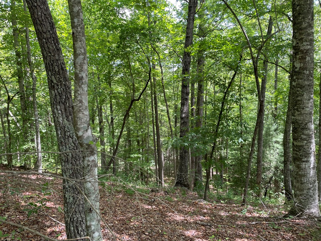 00 Collett Woods Trail # 21, ANDREWS, North Carolina image 11