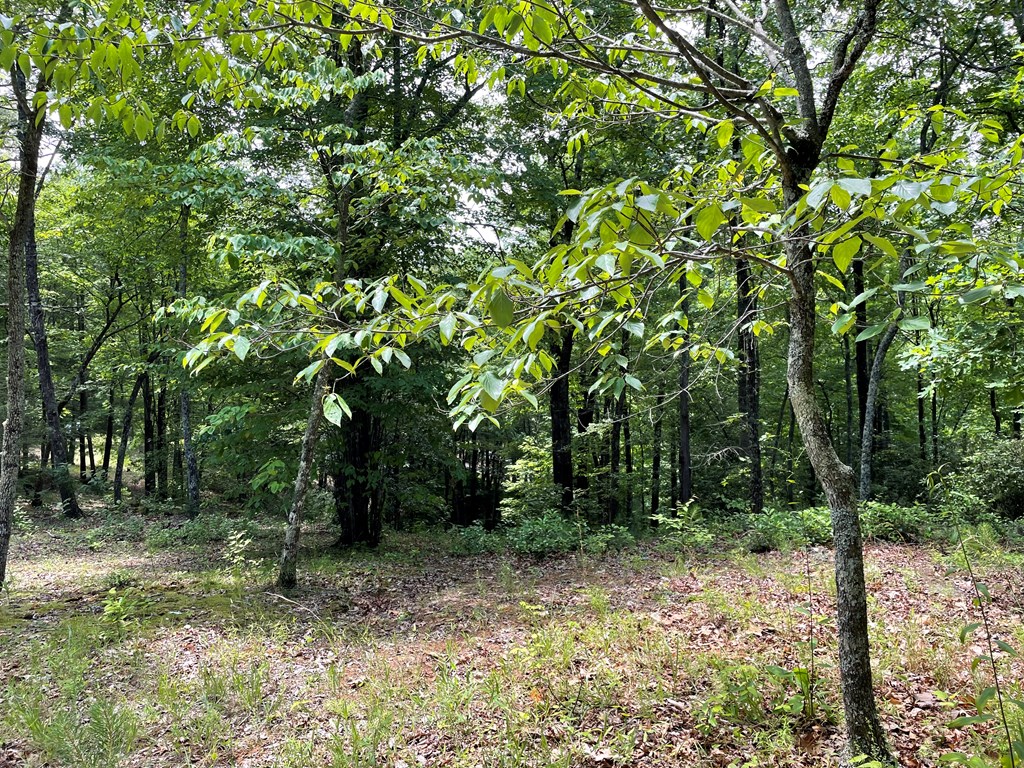 00 Collett Woods Trail # 21, ANDREWS, North Carolina image 16