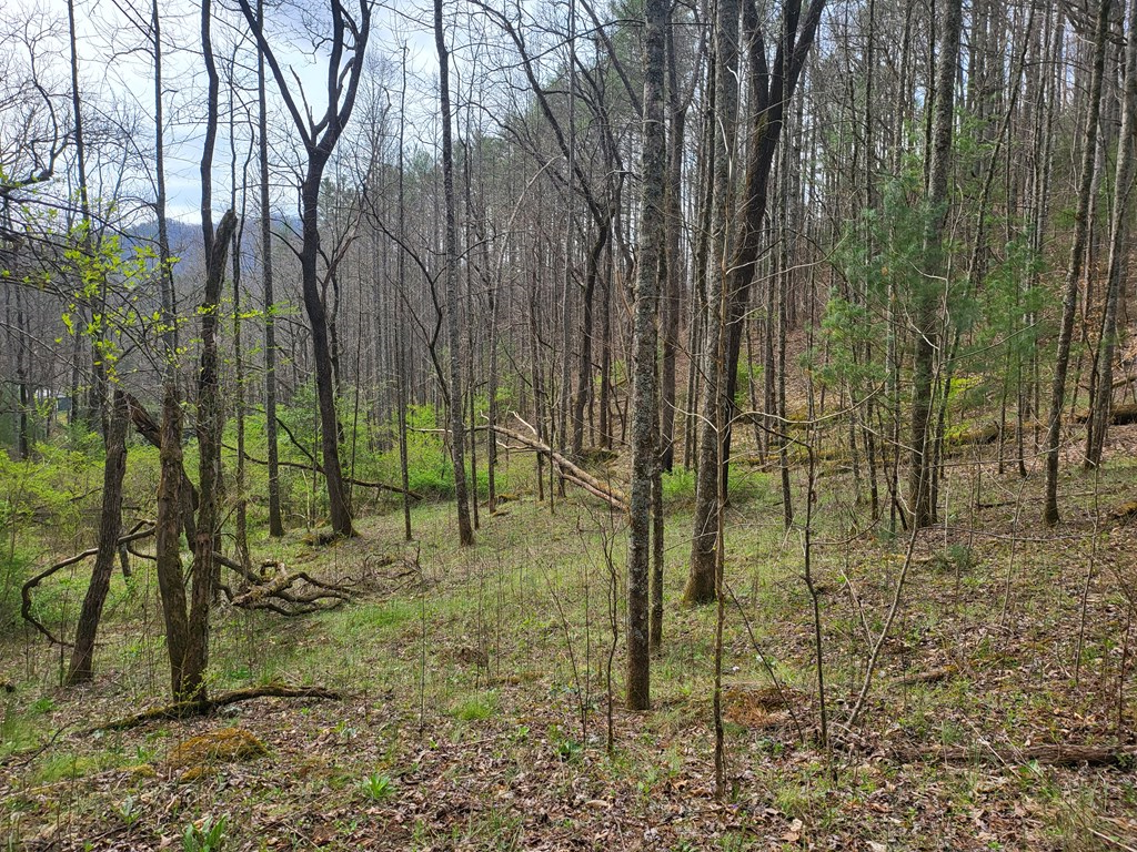 00 Sleepy Hollow Road, ROBBINSVILLE, North Carolina image 4