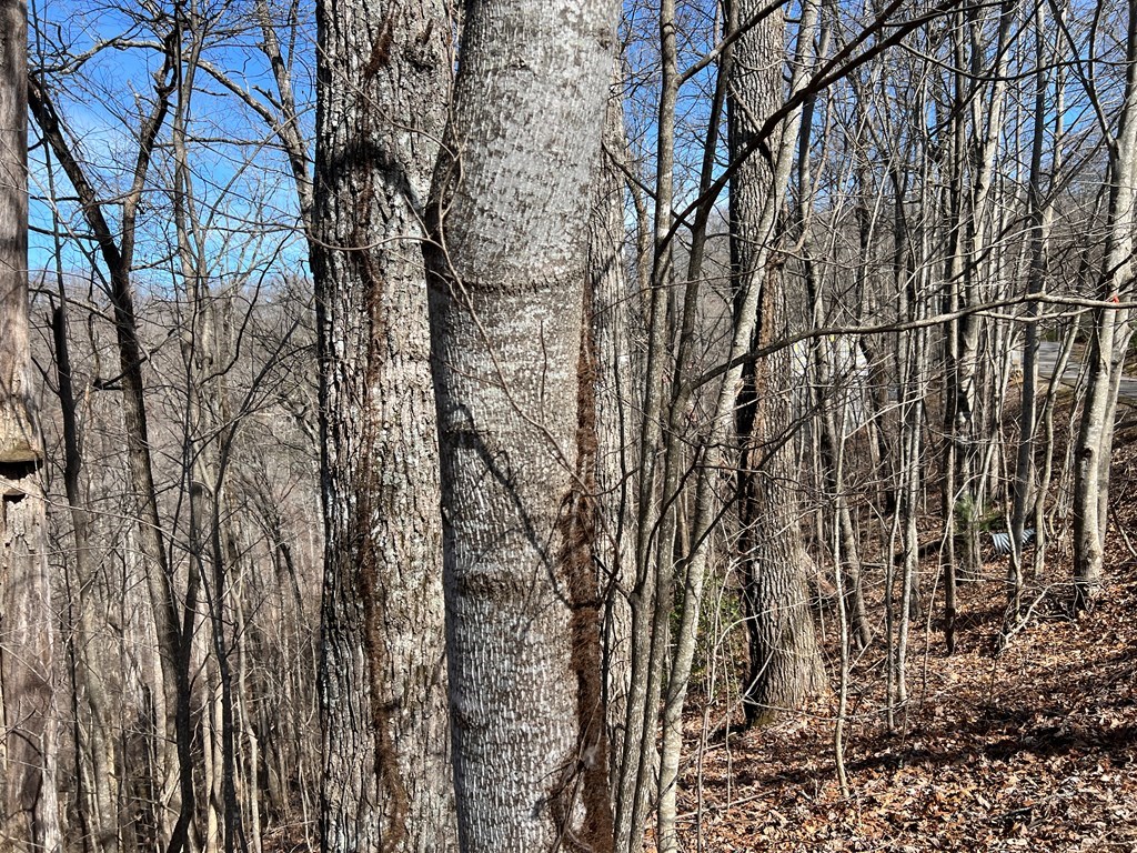 Lot 15 Bear Trail, Roaring Rdg #15, HIAWASSEE, Georgia image 3