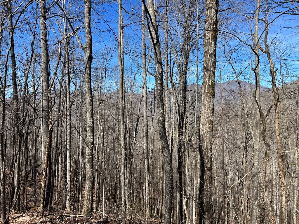 Lot 15 Bear Trail, Roaring Rdg #15, HIAWASSEE, Georgia image 6