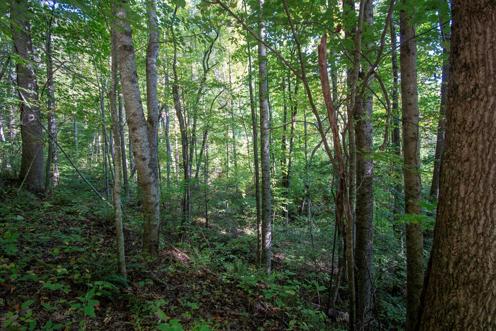 1916 Upper Tuskeegee, ROBBINSVILLE, North Carolina image 11