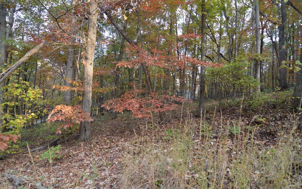 Lot 1 Serenity Ridge #1, BLAIRSVILLE, Georgia image 5