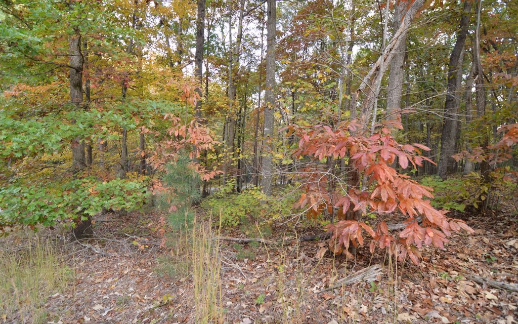 Lot 1 Serenity Ridge #1, BLAIRSVILLE, Georgia image 9