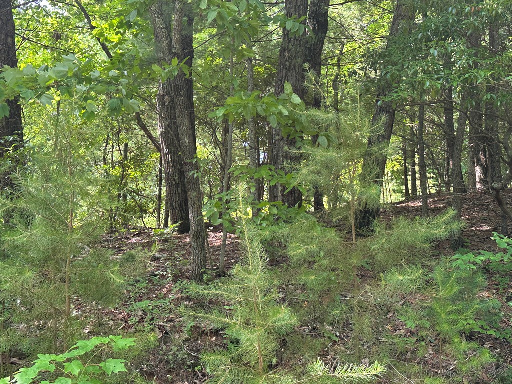 Lot 31 Peak Trail