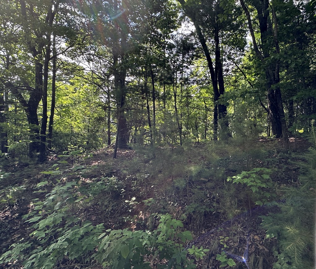Lot 31 Peak Trail