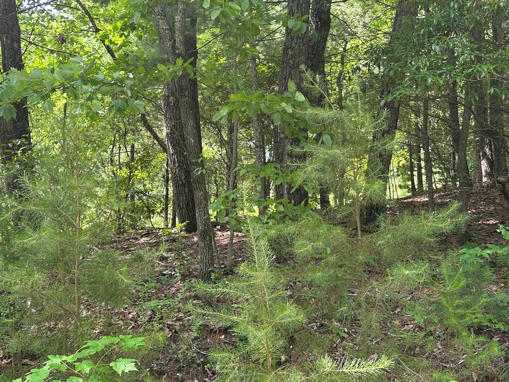 Lot 31 Peak Trail