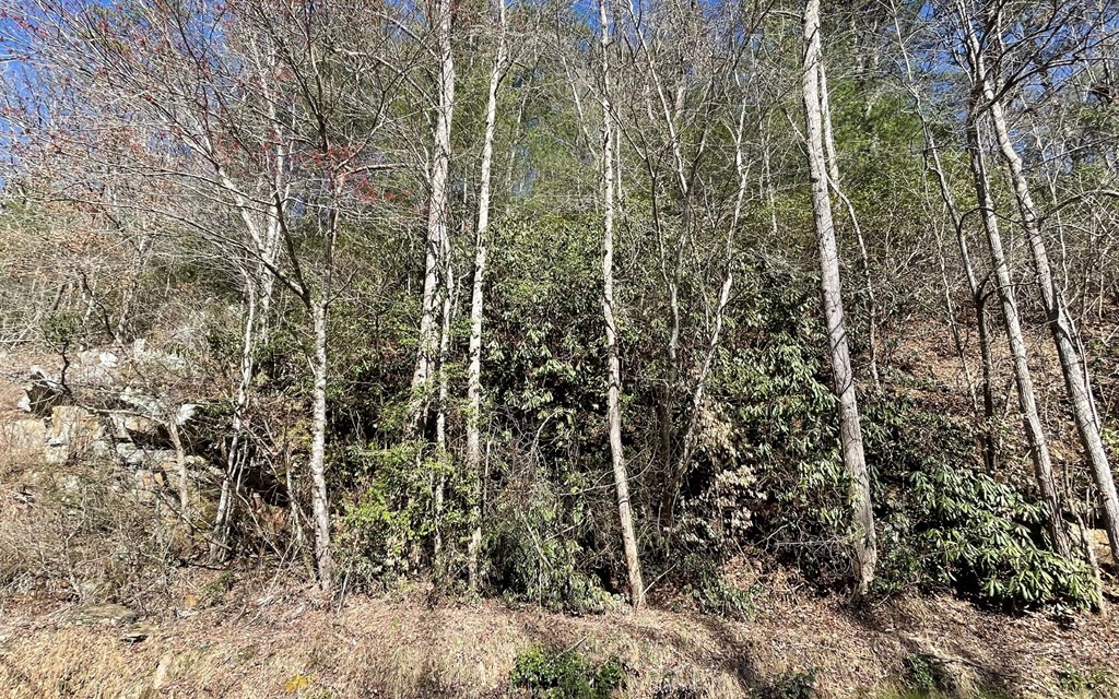 Lot 4 Fires Creek Road #4, HAYESVILLE, North Carolina image 25