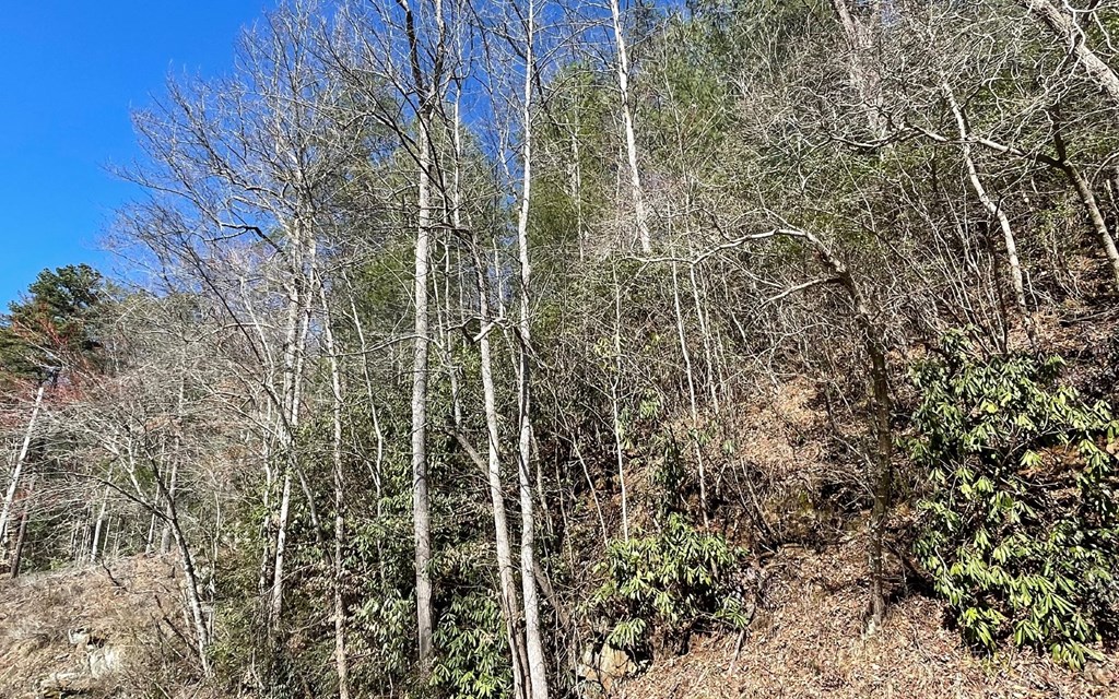 Lot 4 Fires Creek Road #4, HAYESVILLE, North Carolina image 2