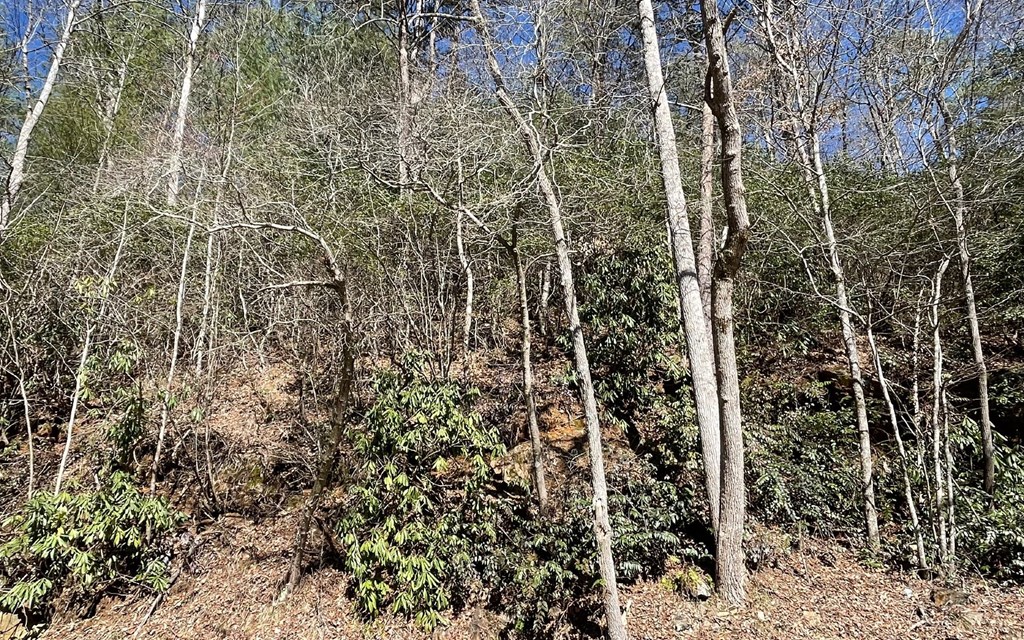 Lot 4 Fires Creek Road #4, HAYESVILLE, North Carolina image 29