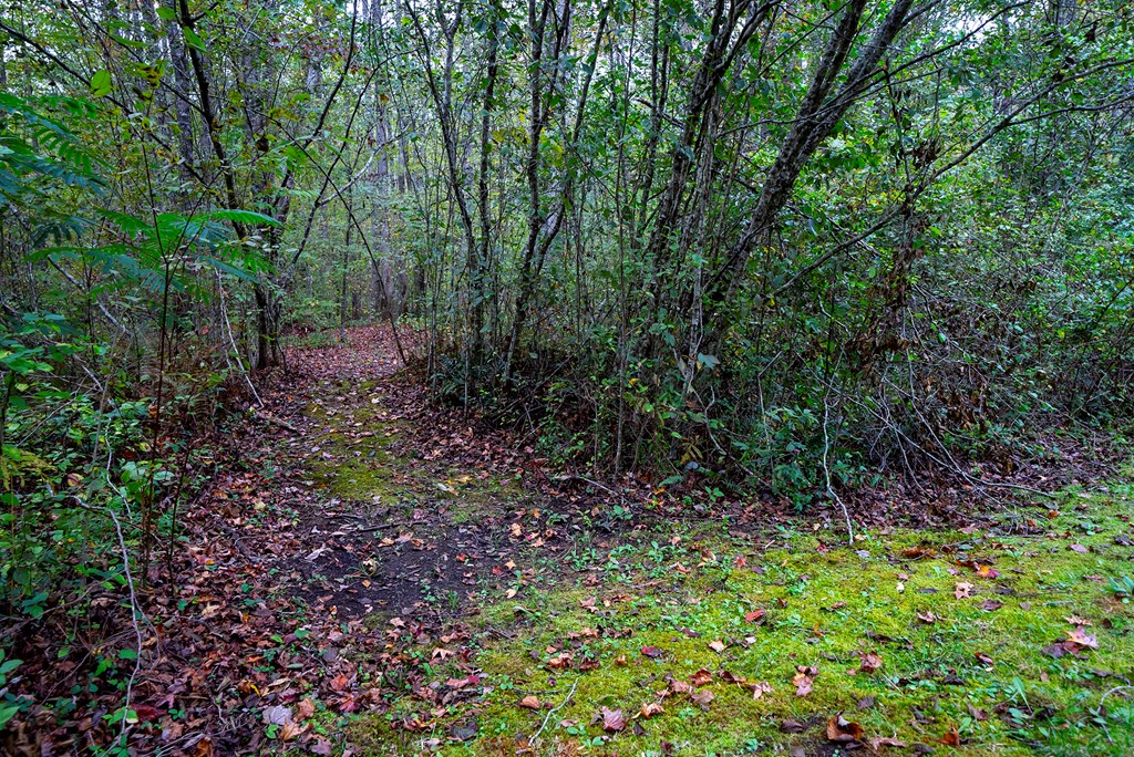 Yellow Creek Rd, ROBBINSVILLE, North Carolina image 9