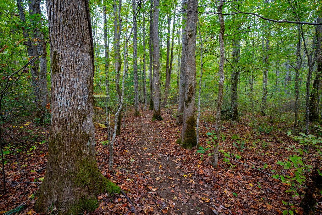 Yellow Creek Rd, ROBBINSVILLE, North Carolina image 10