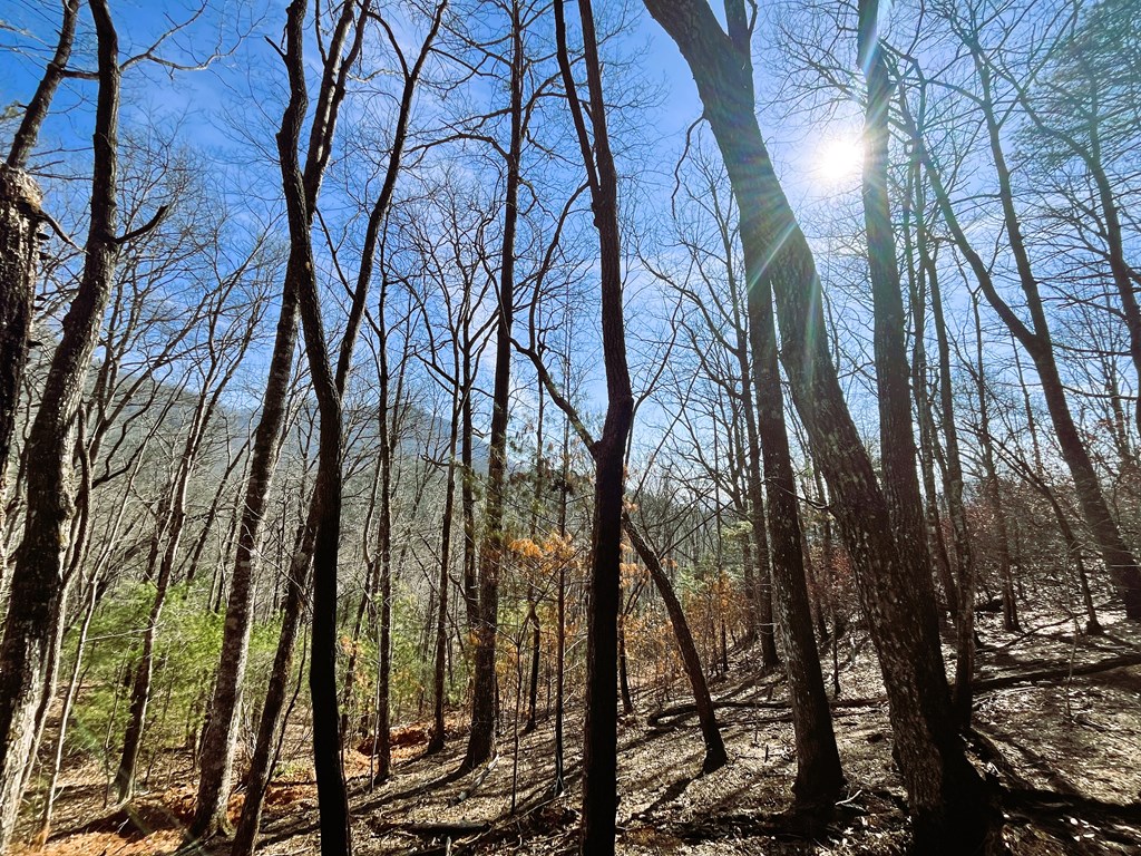 00 Nelson Ridge #3, HAYESVILLE, North Carolina image 7