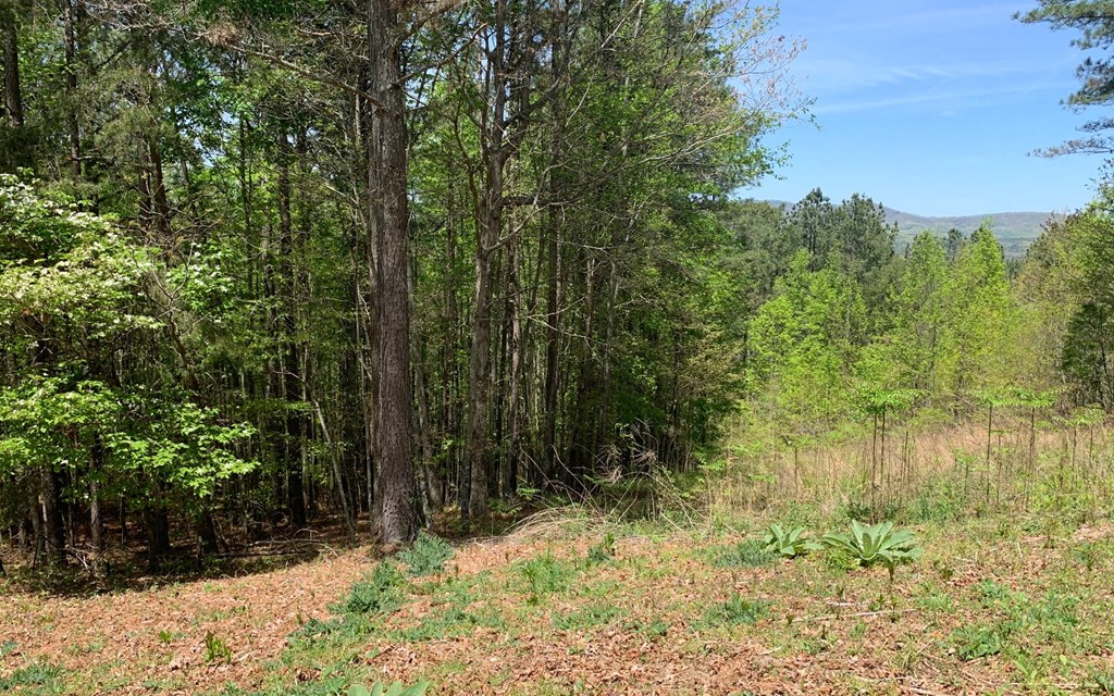 Lot 28 Loftis Mountain #LT 28, HAYESVILLE, North Carolina image 14