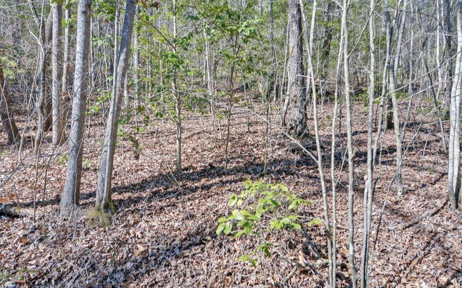 136 Caney Branch Road, MURPHY, North Carolina image 40