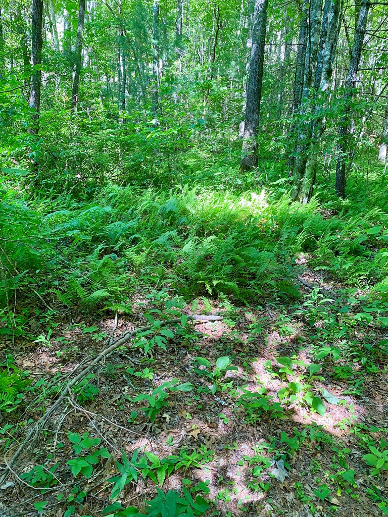 00 Deer Run - Lot 26 #26, ROBBINSVILLE, North Carolina image 4