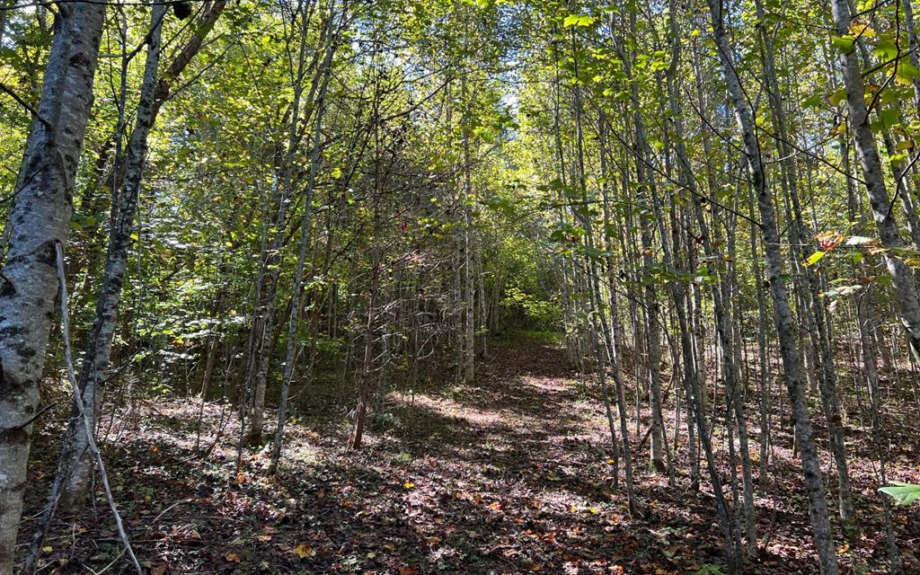 37+ Ac Jarrett Rd #35.85, HAYESVILLE, North Carolina image 31