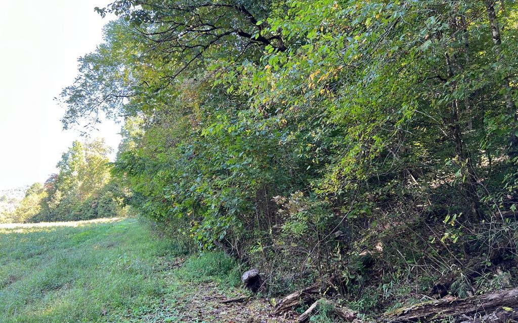 37+ Ac Jarrett Rd #35.85, HAYESVILLE, North Carolina image 38