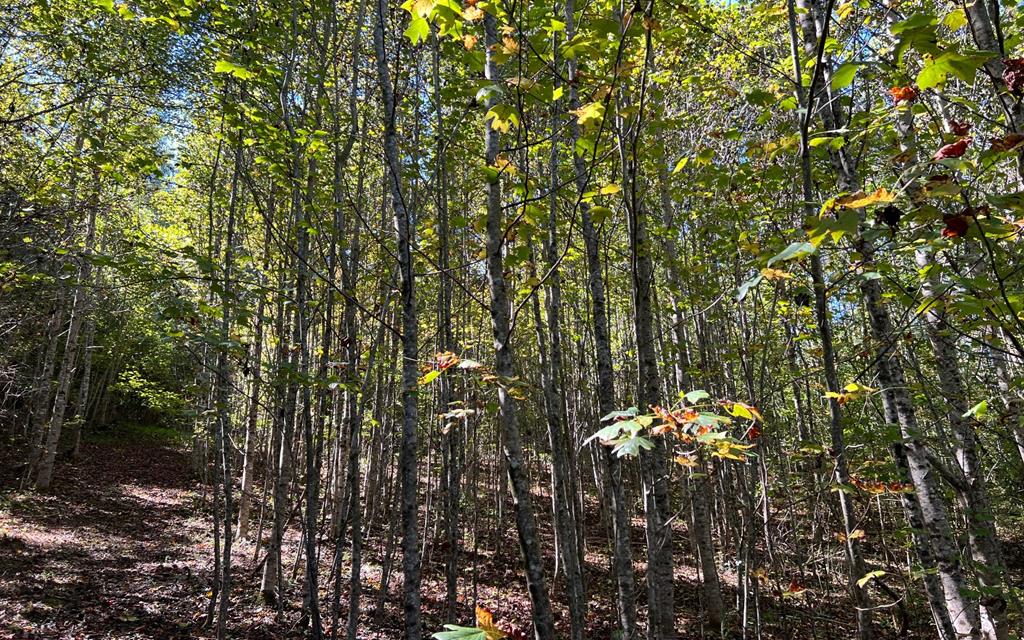 37+ Ac Jarrett Rd #35.85, HAYESVILLE, North Carolina image 33