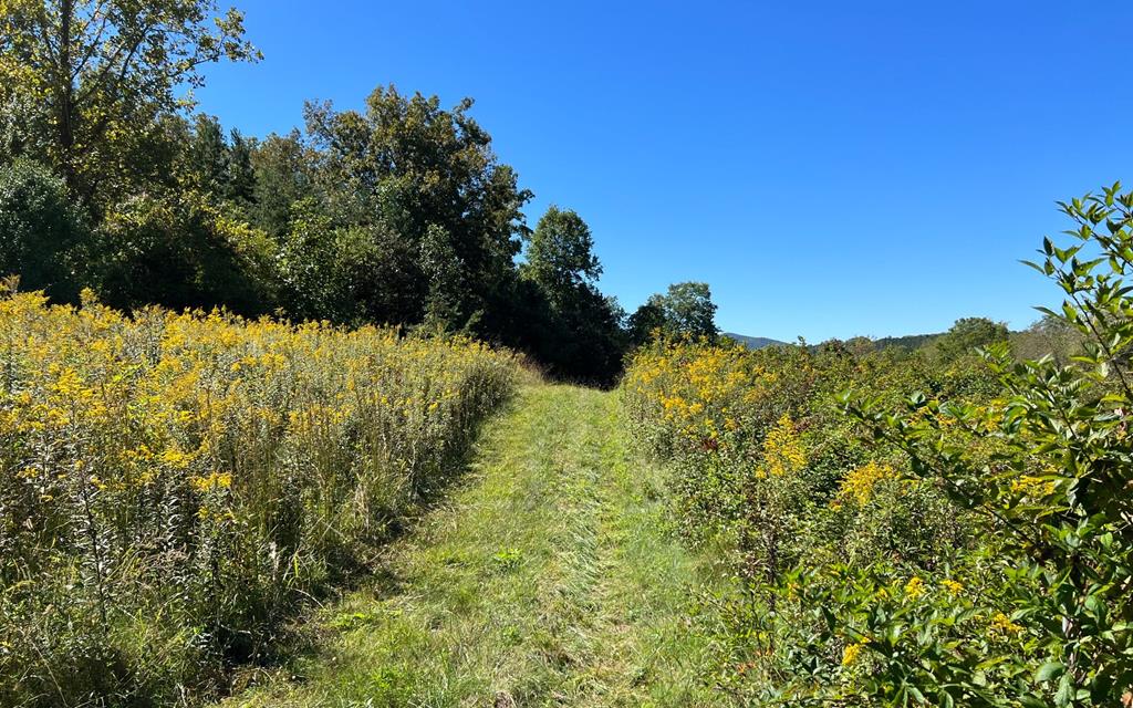 37+ Ac Jarrett Rd #35.85, HAYESVILLE, North Carolina image 22