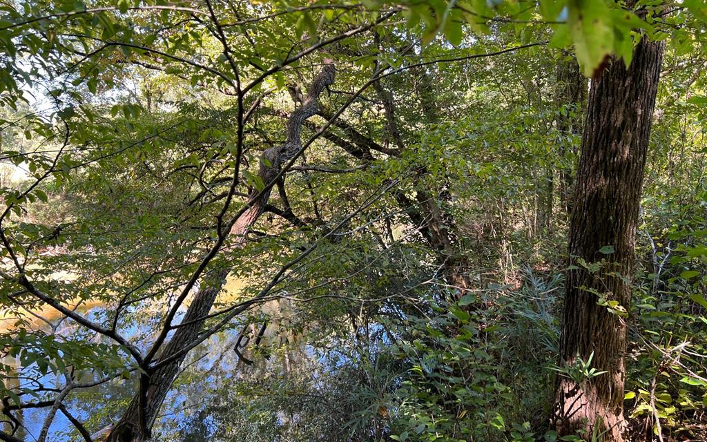 37+ Ac Jarrett Rd #35.85, HAYESVILLE, North Carolina image 42